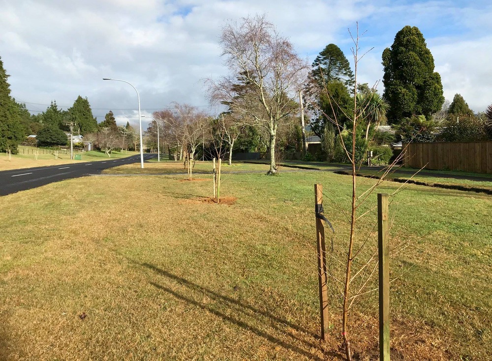 Cherry Blossom Planting in Waihī East